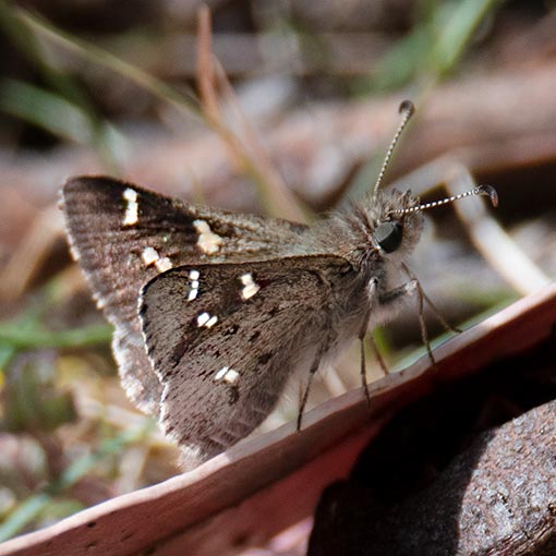 Tasmanian skipper, Pasma tasmanicus, Tasmania, butterfly
