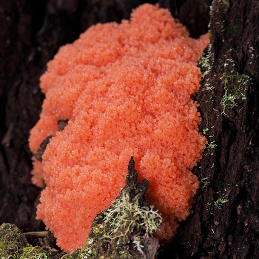 Tubifera ferruginosa, Myxomycetes, Tasmania