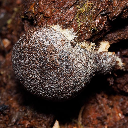 Tubifera ferruginosa, Myxomycetes, Tasmania