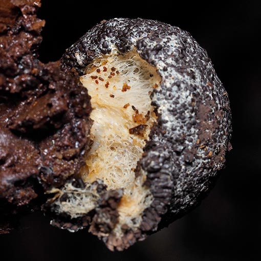 Tubifera ferruginosa, Myxomycetes, Tasmania