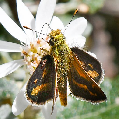 White-banded Grass-Dart, Taractrocera papyria, Tasmania, butterfly