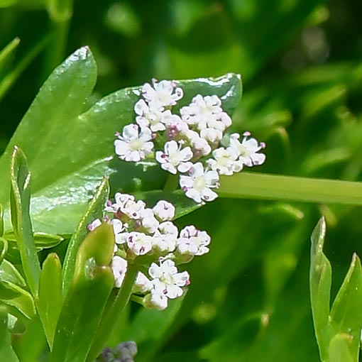 Apium prostratum, Sea-celery, Tasmania