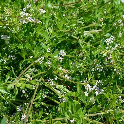 Apium prostratum, Sea-celery, Tasmania