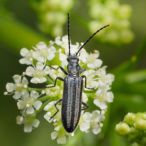 Asclera sublineata, beetle, Tasmania