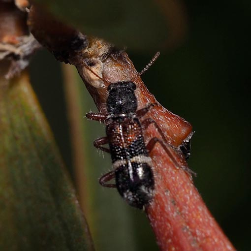 Blackburniella sp., beetle, Tasmania