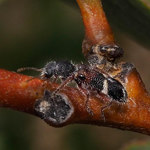 Blackburniella sp., beetle, Tasmania