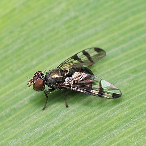 Rivellia sp., fly, Tasmania