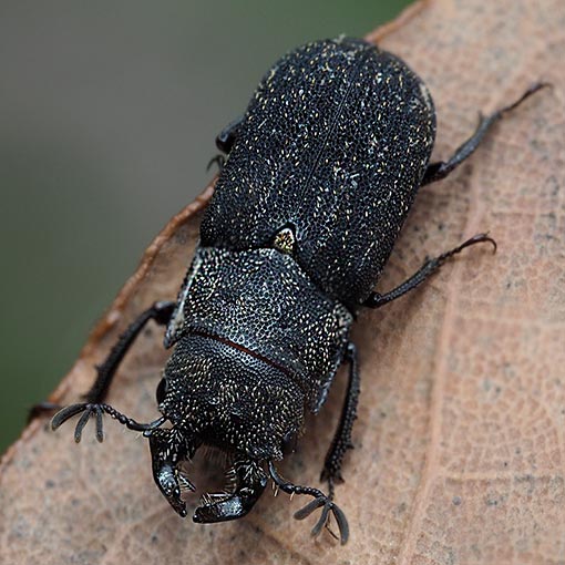 Ceratognathus niger, Lucanidae, Stag beetle, Tasmania