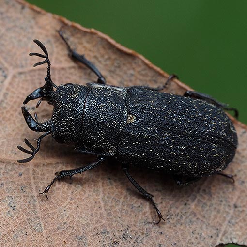 Ceratognathus niger | About Tasmania