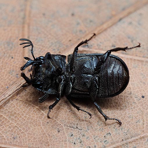 Stag beetle, Ceratognathus niger, Tasmania