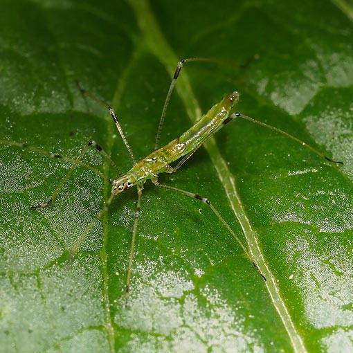 Chinoneides tasmaniensis, stilt bug, Tasmania