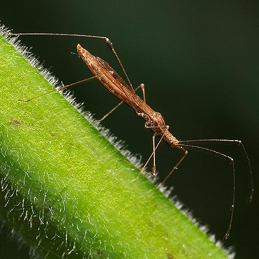 Chinoneides tasmaniensis, stilt bug, Tasmania