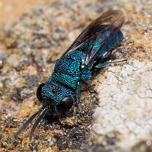Cuckoo wasp, Chrysis sp., Tasmania