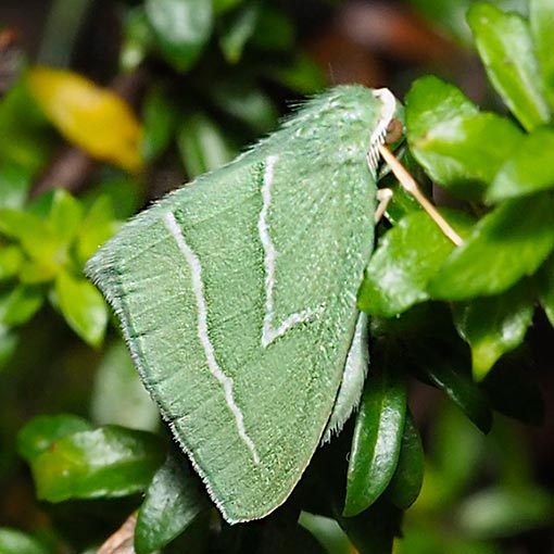 Euloxia leucochorda, moth, Tasmania