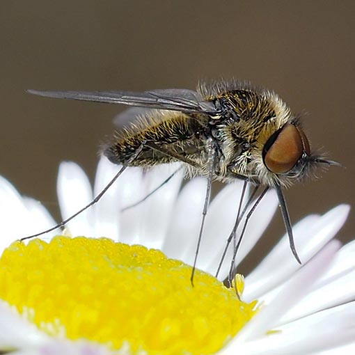 Bee Fly, Geron sp., Tasmania