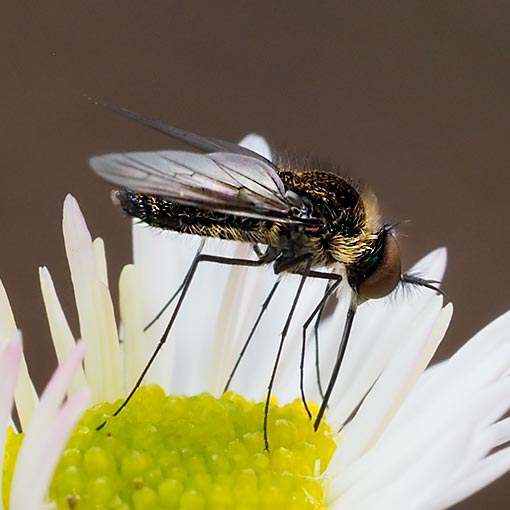 Geron sp. Bee-fly, Tasmania