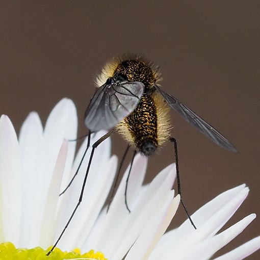 Geron sp., bee-fly, Tasmania