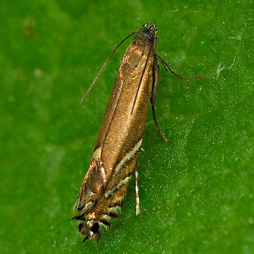 Glyphipterix palaeomorpha, moth, Tasmania