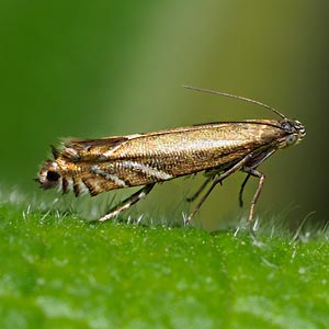 Glyphipterix palaeomorpha