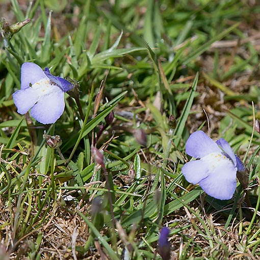 Mazus pumilio, Tasmania