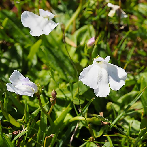 Mazus pumilio, Tasmania