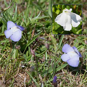 Mazus pumilio