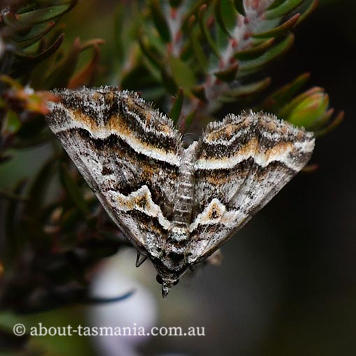 Melitulias graphicata, Geometridae, Tasmania, moth