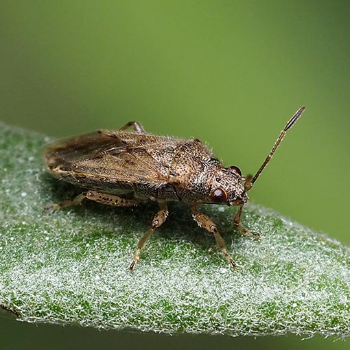 Nysius sp. | About Tasmania