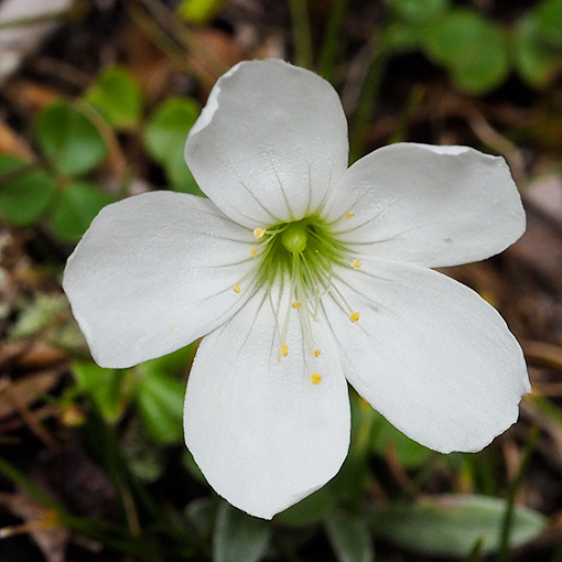 Oxalis magellanica, Tasmania