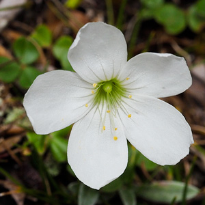 Oxalis magellanica