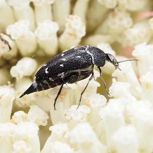 Pintail Beetle, Mordella cf. communis, Tasmania