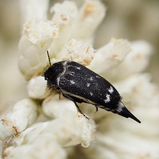 Pintail Beetle, Mordella cf. communis, Tasmania