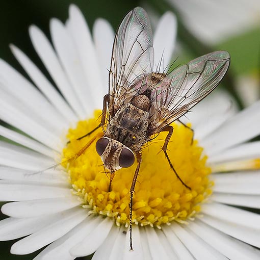 Prosena sp., fly, Tasmania