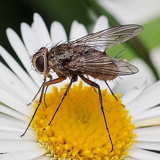 Prosena sp., fly, Tasmania