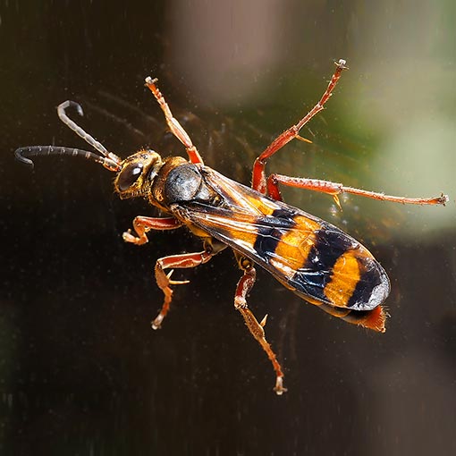 Sphictostethus sp., spider wasp, Tasmania