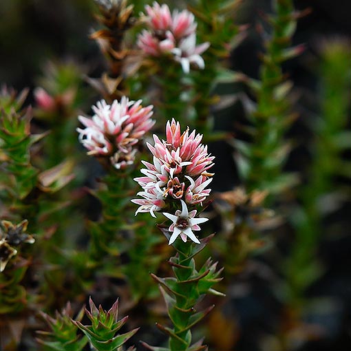 Sprengelia montana, Tasmania
