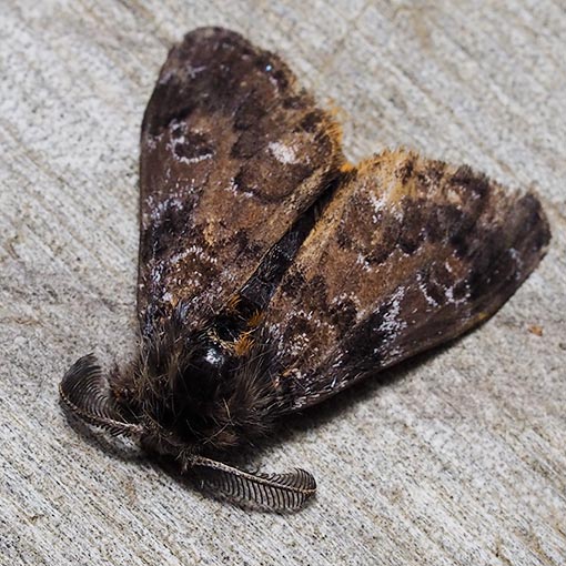 Orgyia anartoides, Teia anartoides, moth, Tasmania