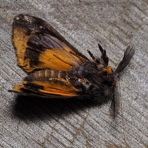 Orgyia anartoides, Teia anartoides, moth, Tasmania