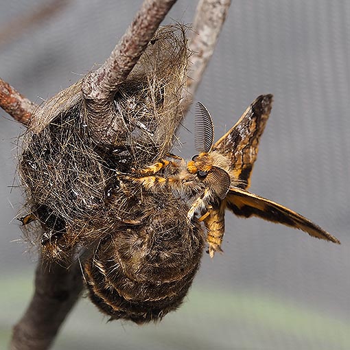 Orgyia anartoides, Teia anartoides, moth, Tasmania