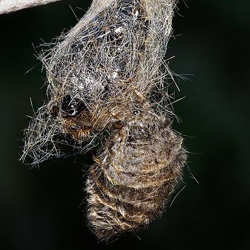 Orgyia anartoides, Teia anartoides, moth, Tasmania