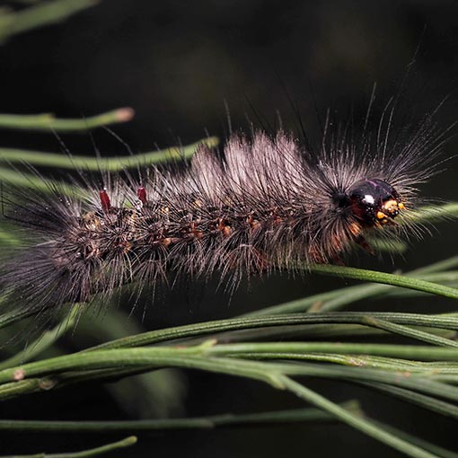 Orgyia anartoides, Teia anartoides, moth, Tasmania