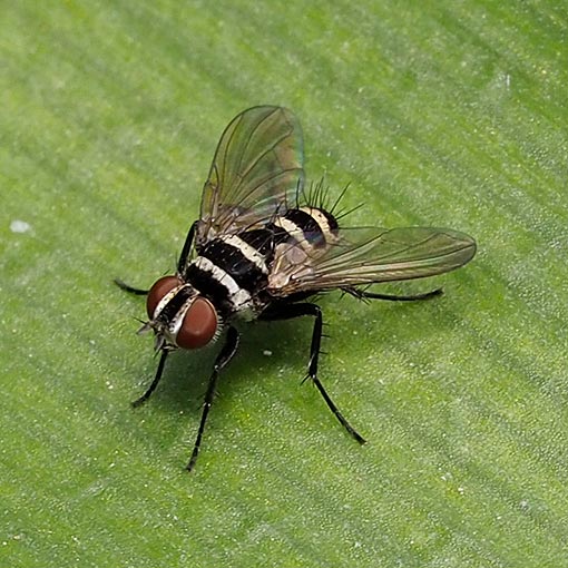 Trigonospila cf. cingulata, Tachinidae, Tasmania