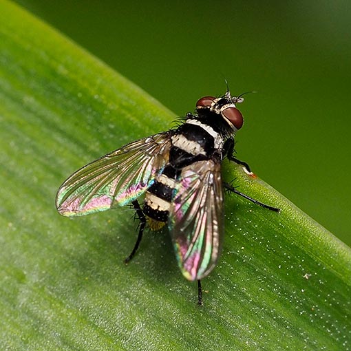 Trigonospila cf. cingulata, Tachinidae, Tasmania