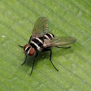 Trigonospila cf. cingulata