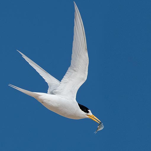 Fairy tern, Sterna nereis, Tasmania