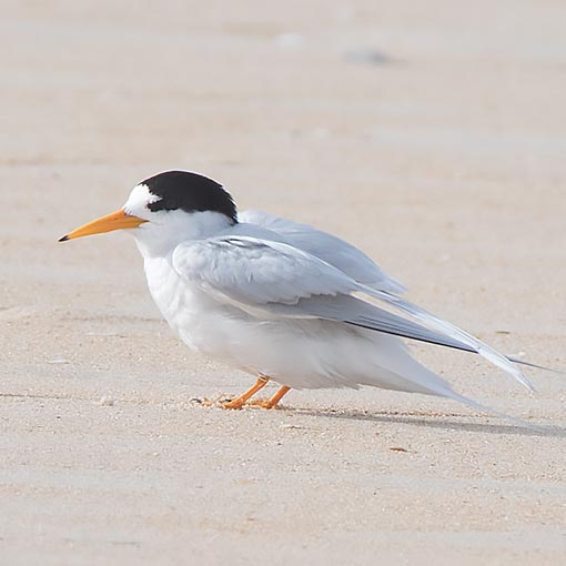 Fairy tern, Sterna nereis, Tasmania