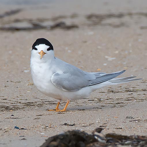 Fairy tern, Sterna nereis, Tasmania