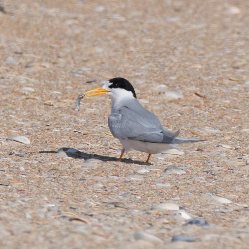 Fairy tern, Sterna nereis, Tasmania