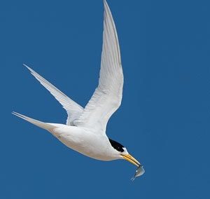 Fairy tern