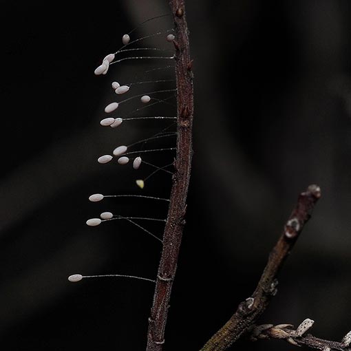 Nothancyla verreauxi, lacewing, Tasmania
